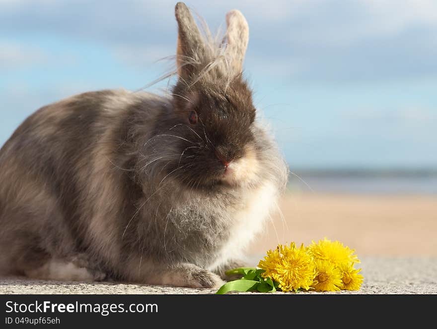 Portrait of cute brown bunny outdoors.