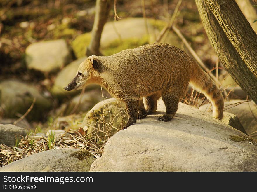 Coati in Prague Zoo - Class: mammals, Order: Carnivores, Family: Bear