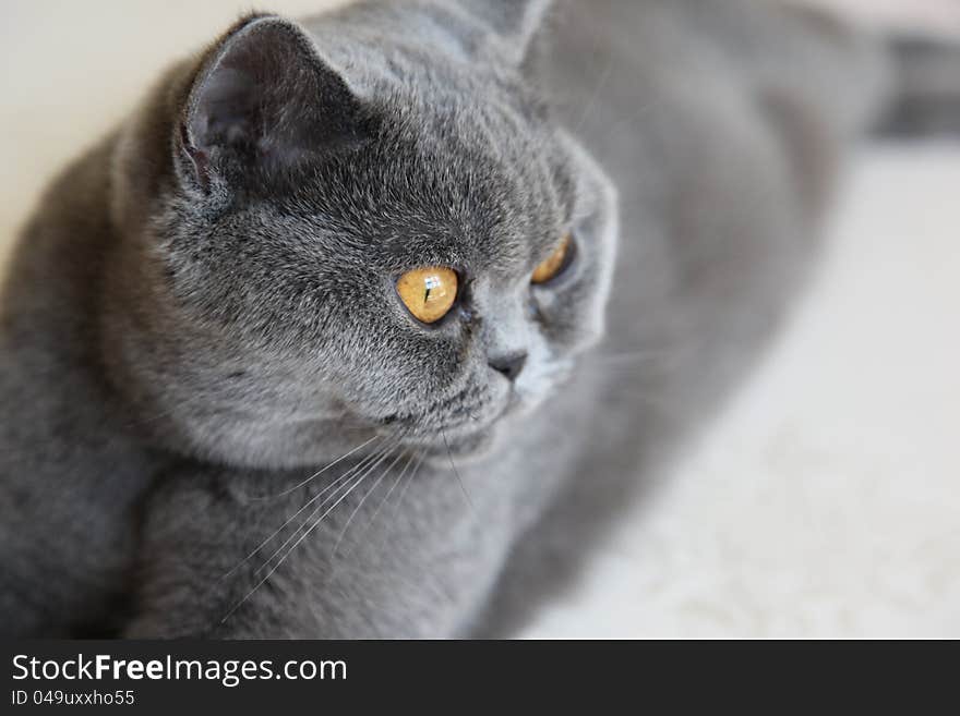 Cat breeds British Shorthair blue color