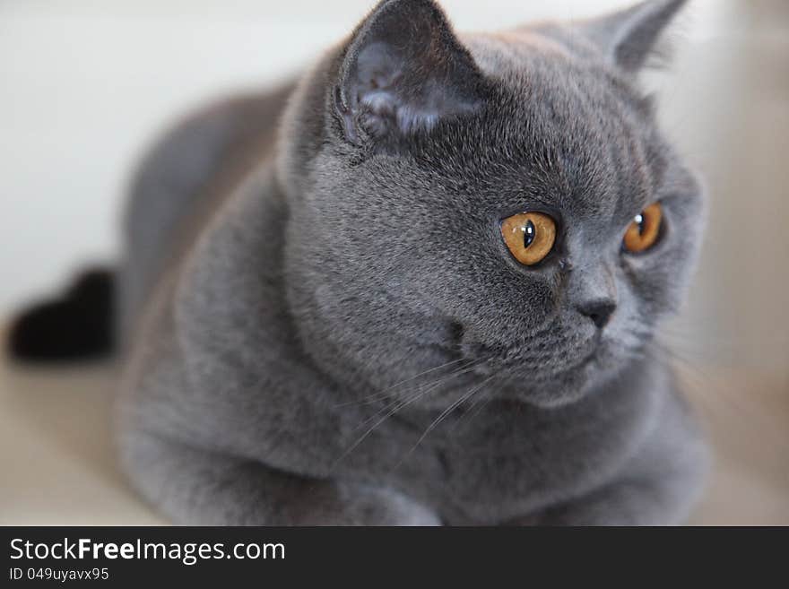 Cat breeds British Shorthair blue color