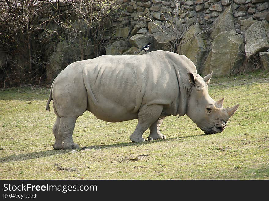 Big rhinoceros in zoological garden