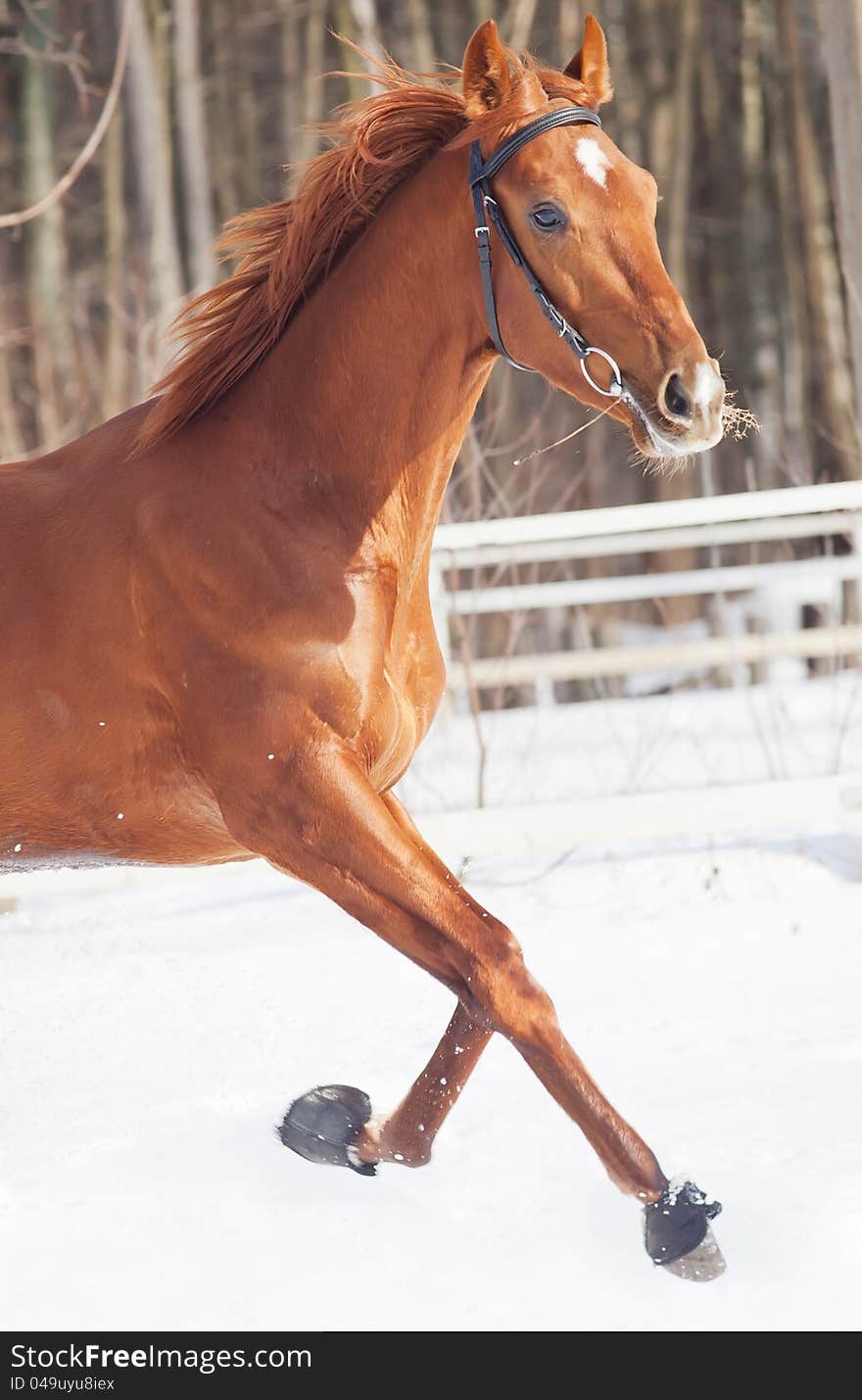 Galloping red horse in snow field