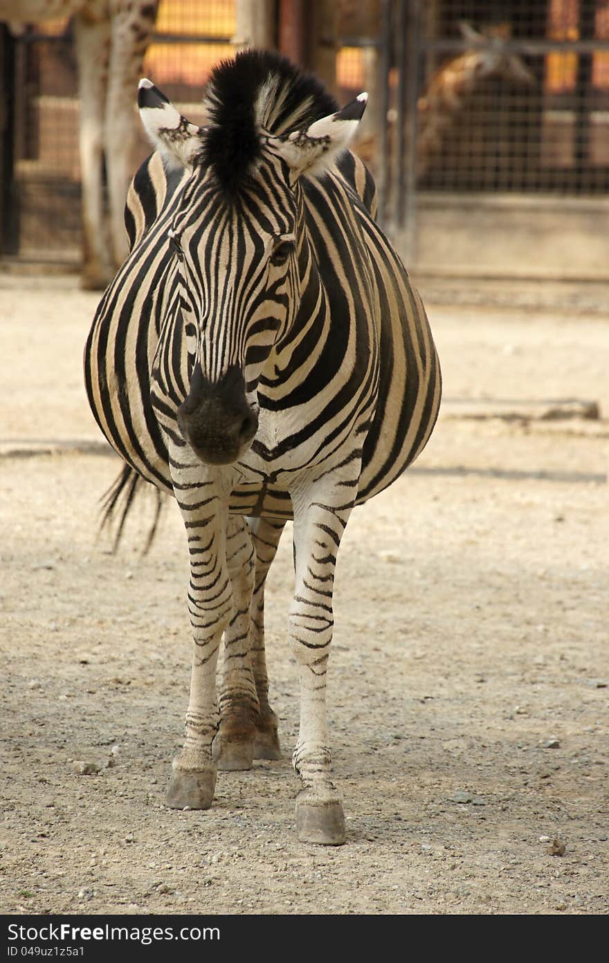 Look at zebra in zoological garden