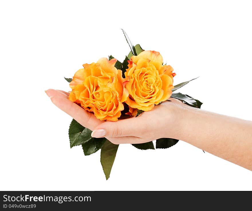 Yellow roses on a female hand