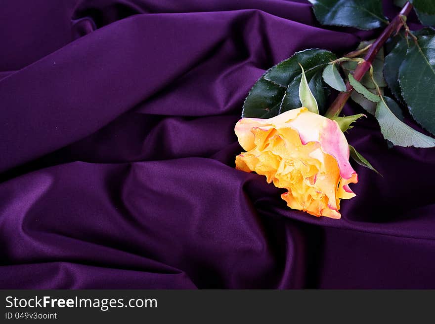 Yellow rose on purple silk. Yellow rose on purple silk