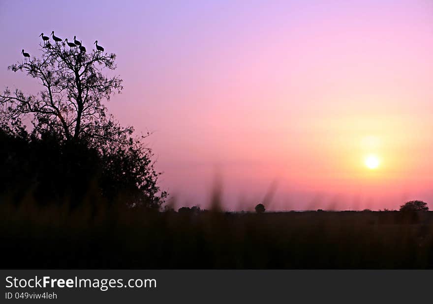 Nice wild life in the setting sun in the summer. Nice wild life in the setting sun in the summer