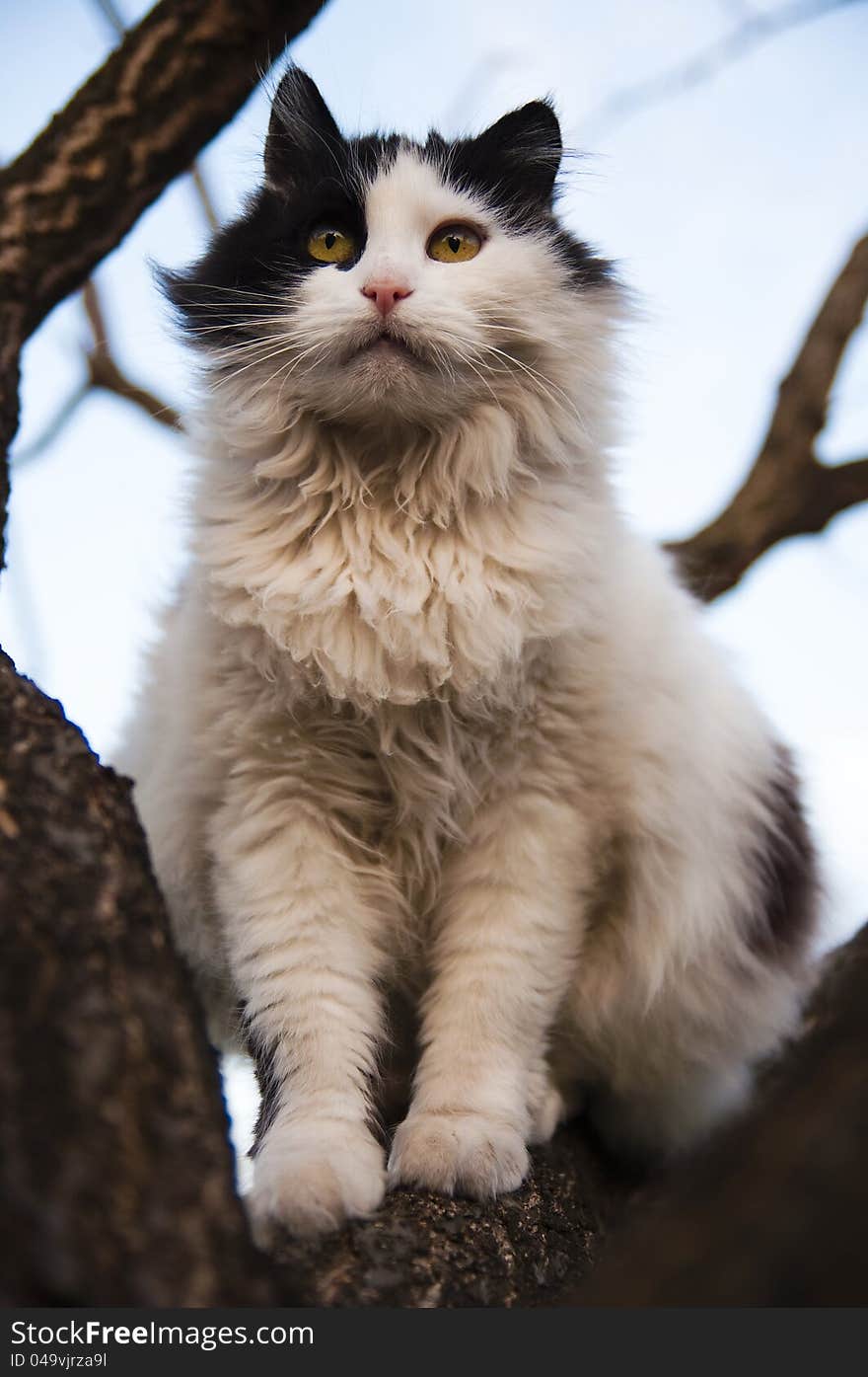 Black and white cat in a tree. Black and white cat in a tree