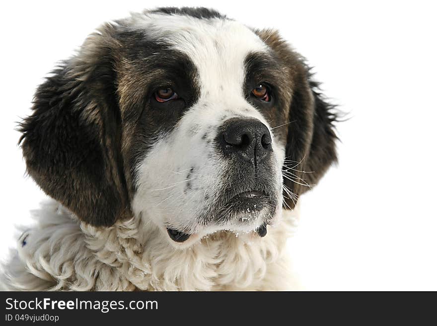 Head of a carpathian shepperd in close view. Head of a carpathian shepperd in close view