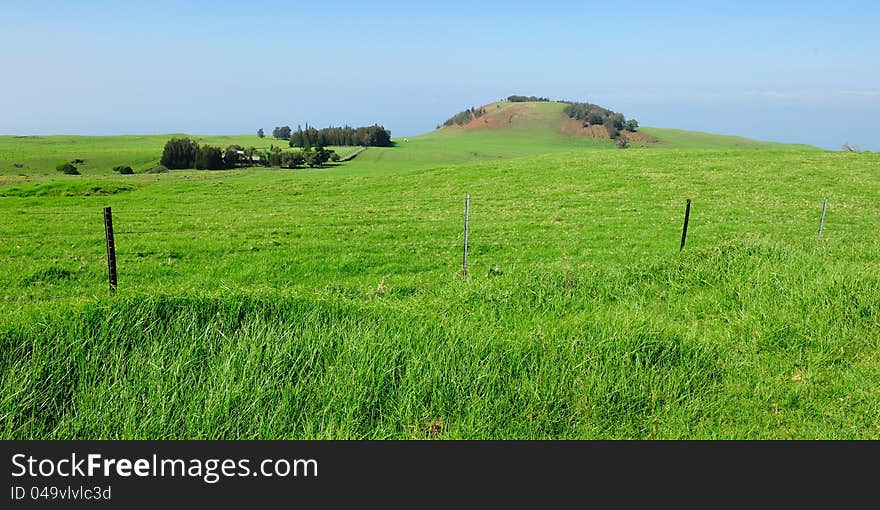 Green Landscape From Kohala Mountain Rd