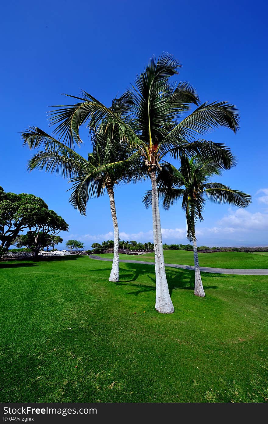 Beautiful Palmtree On Hawaii, Big Island