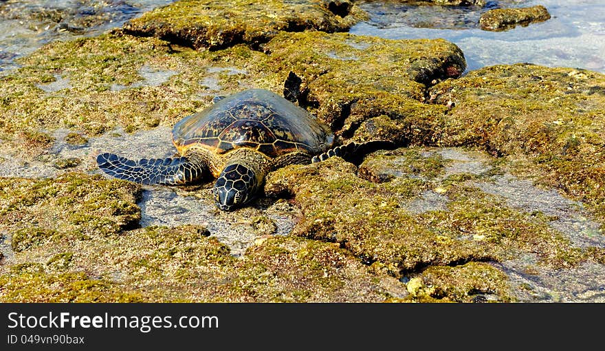 Green Turtle Resting On The Lava Rocks