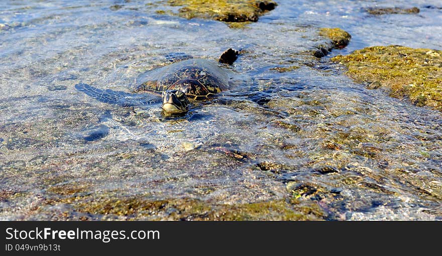 Green Turtle Resting On The Lava Rocks