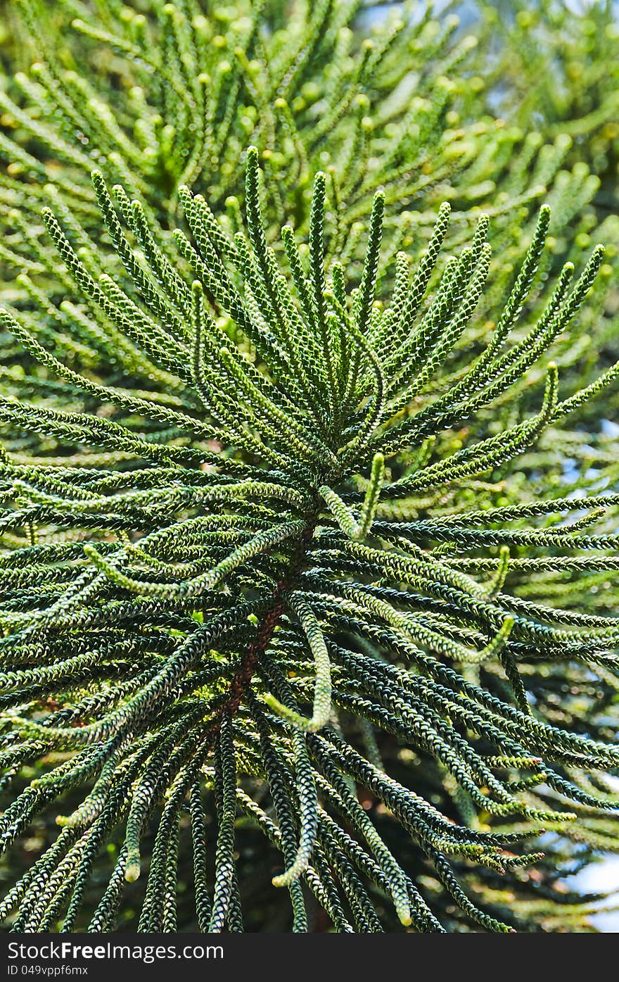 Close-up view of branches background green tree. Close-up view of branches background green tree