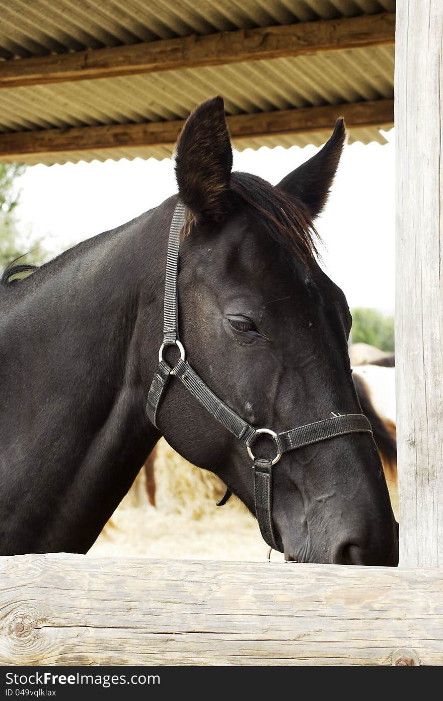 Equine portrait. shot of beautiful black horse.