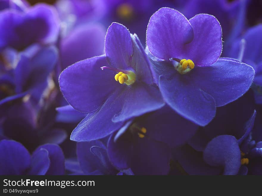 Violet flowers. a very shallow depth of field, focus on the right flower.