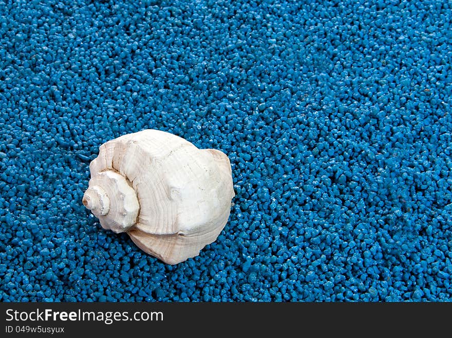 White whelk shel on blue sand background. White whelk shel on blue sand background