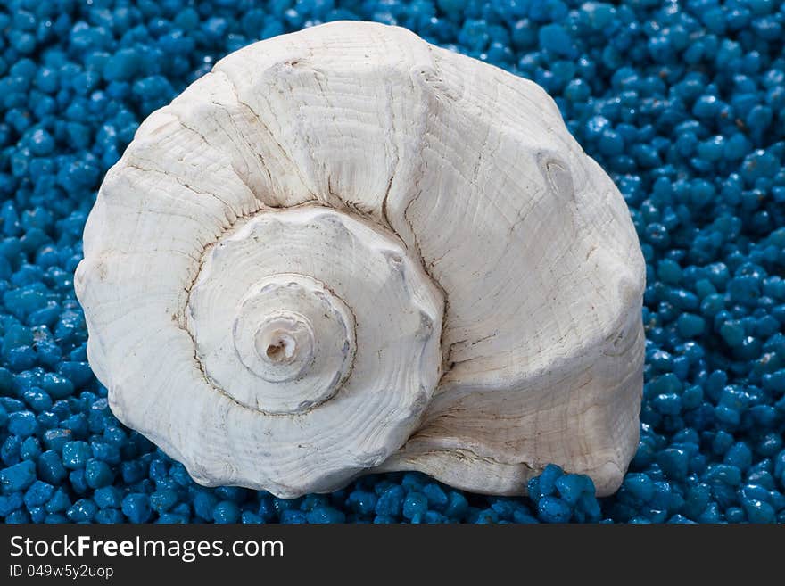 White whelk shel on blue sand background. White whelk shel on blue sand background