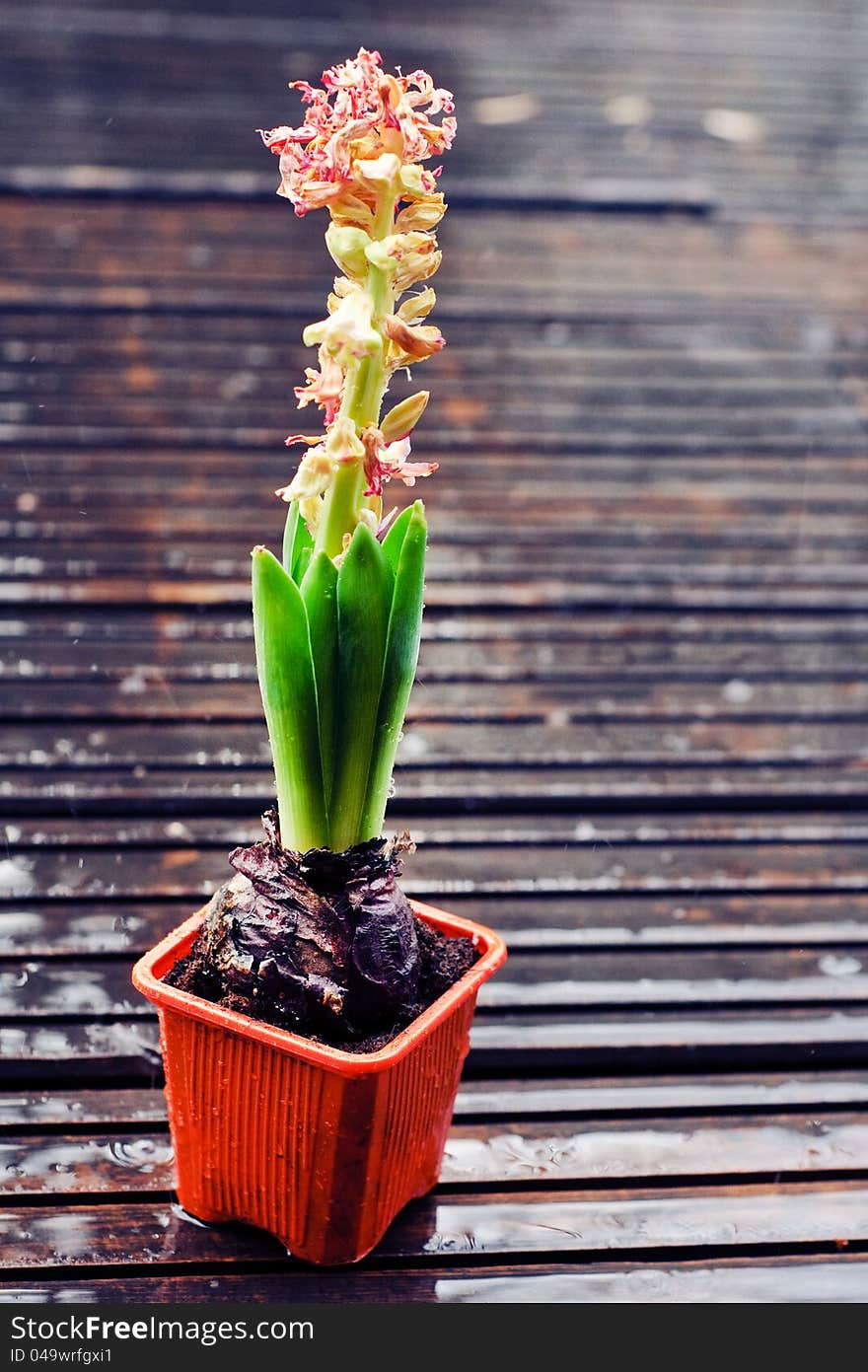 Dying hyacinth in a pot