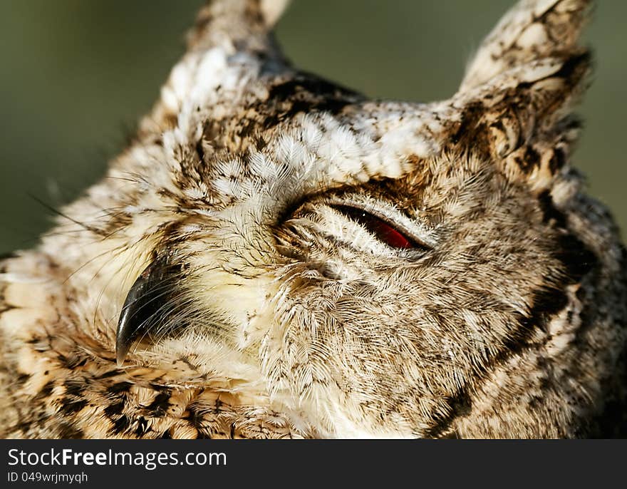 Collared Scops-owl