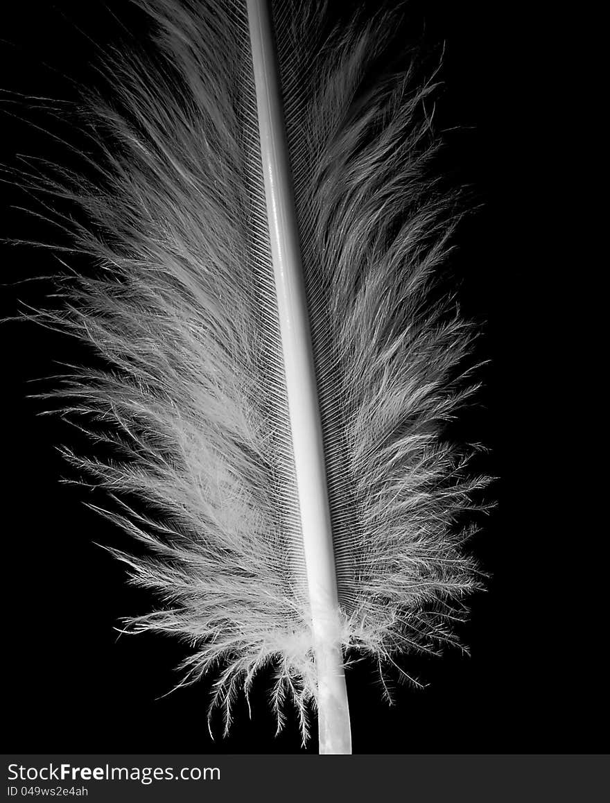 White feather