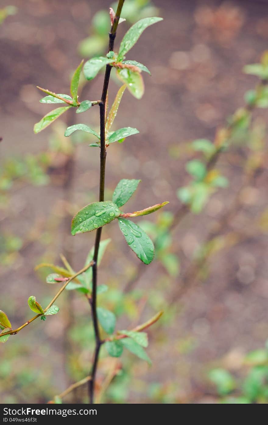 Japanese quince branch with rain drops. Japanese quince branch with rain drops