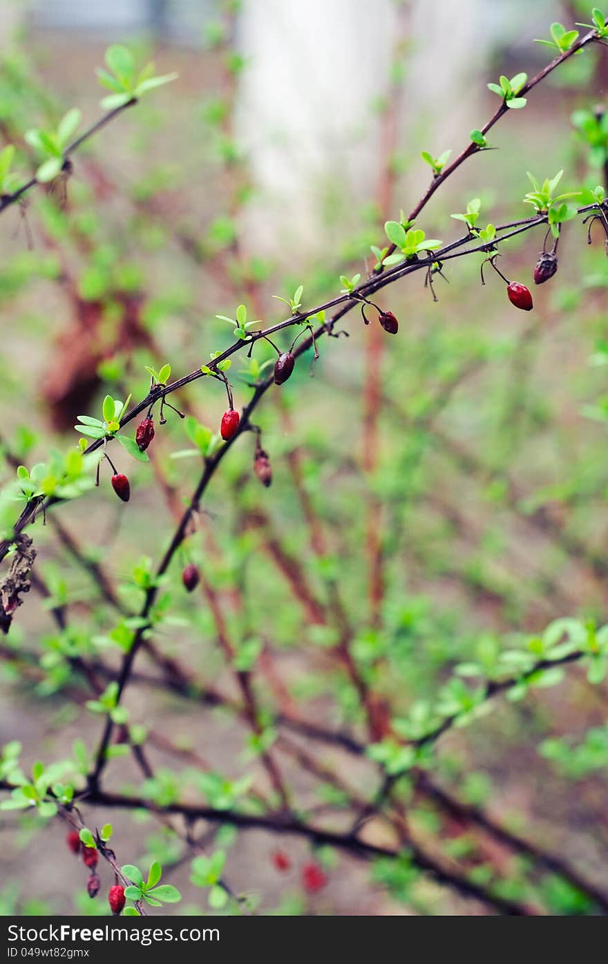 Dry fruits left over winter on barberries plant