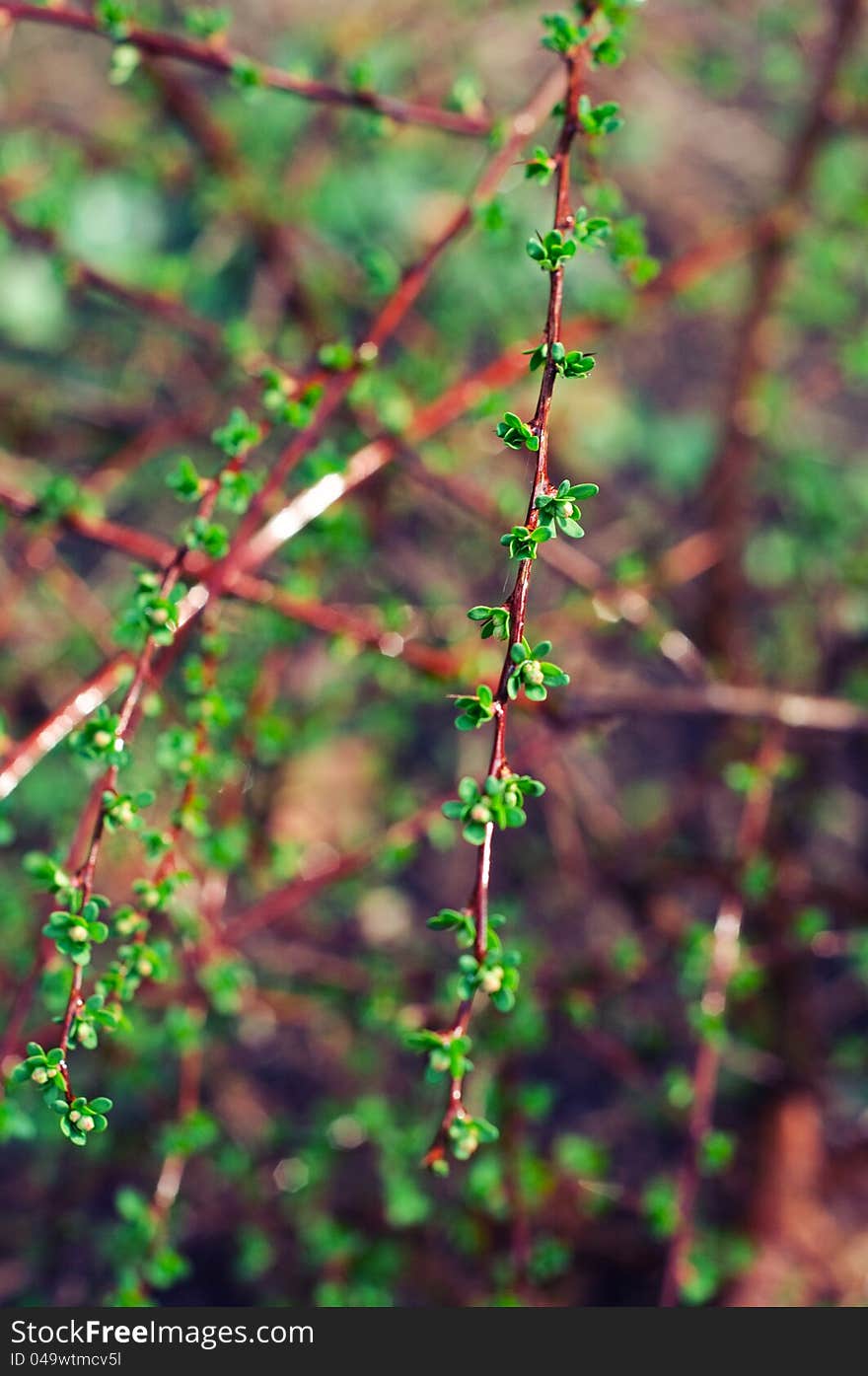 Fresh Leaves On Barberries Twig