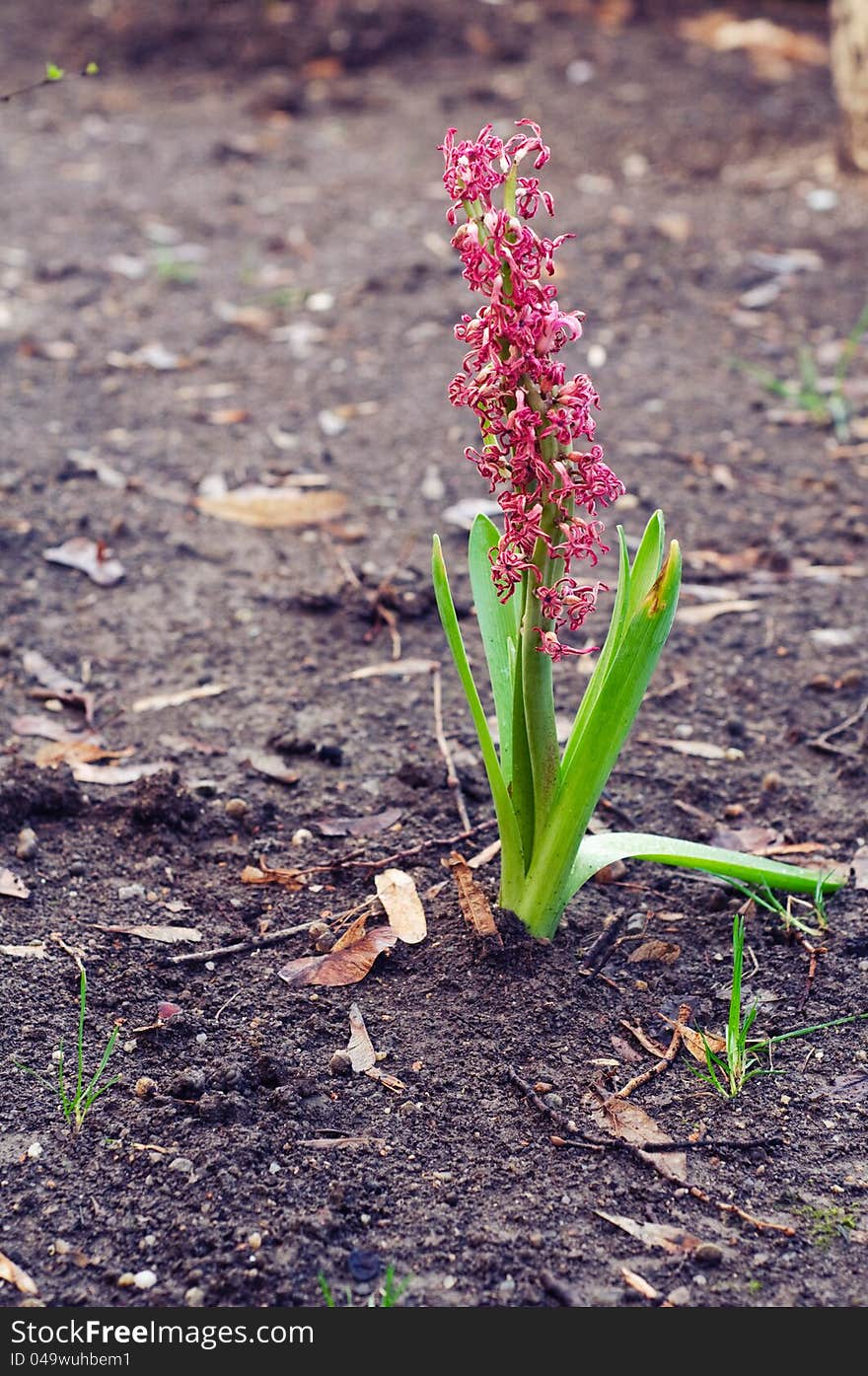 Hyacinth with dried flowers