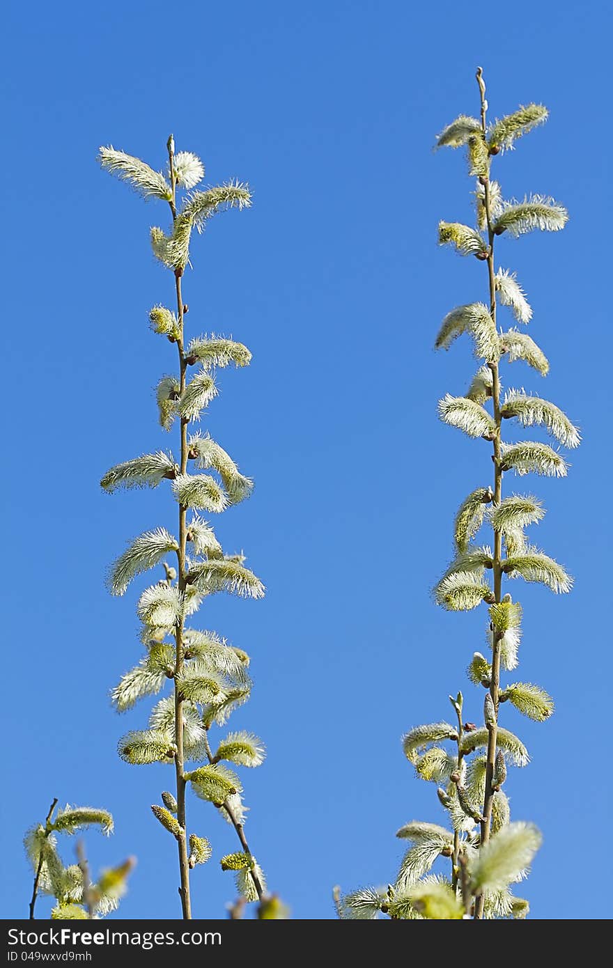 Pussy-willow against sky background in spring.