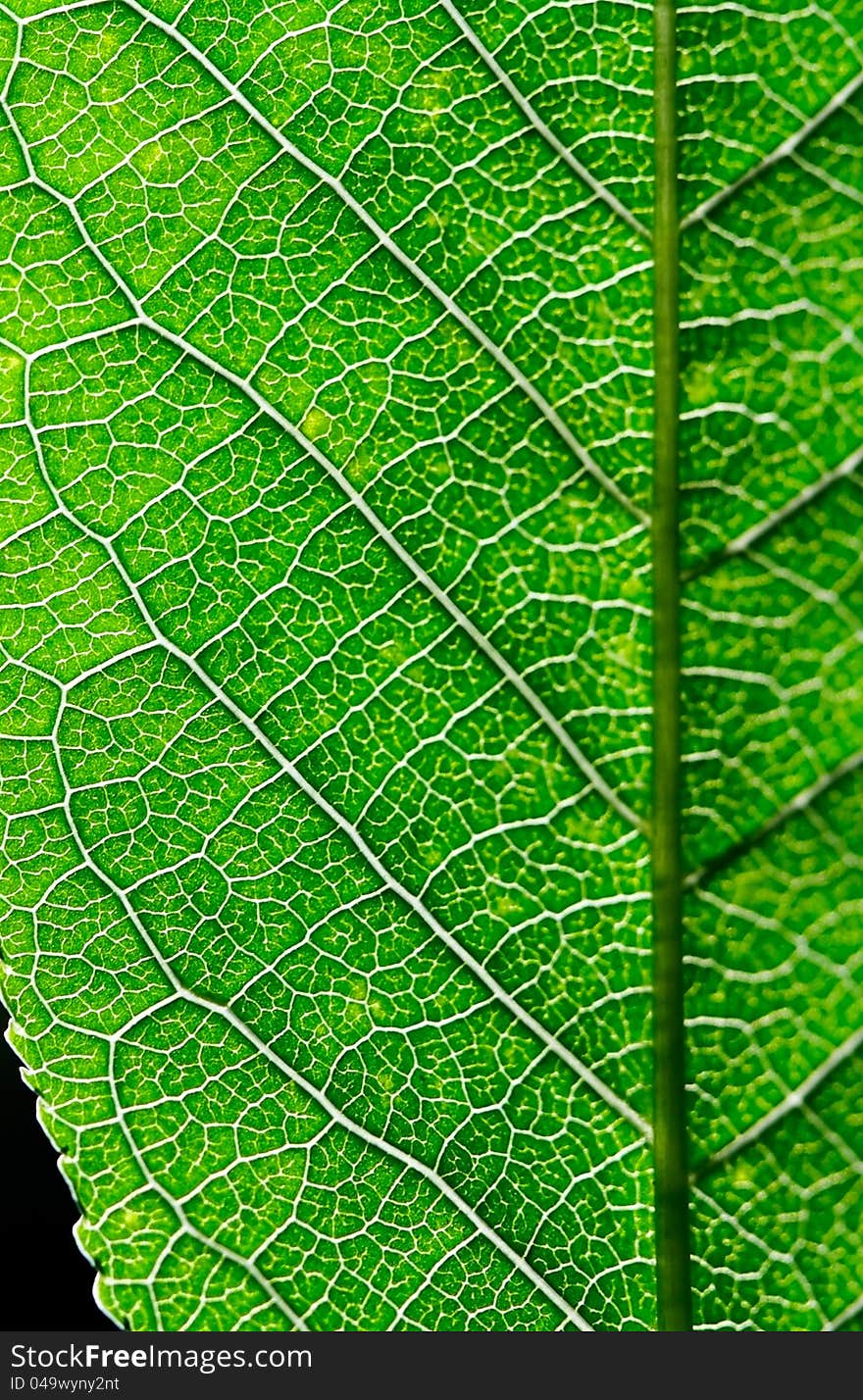 The leaf close up. Abstract background.