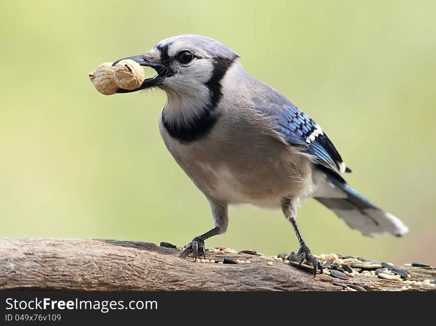 Sastified Blue Jay