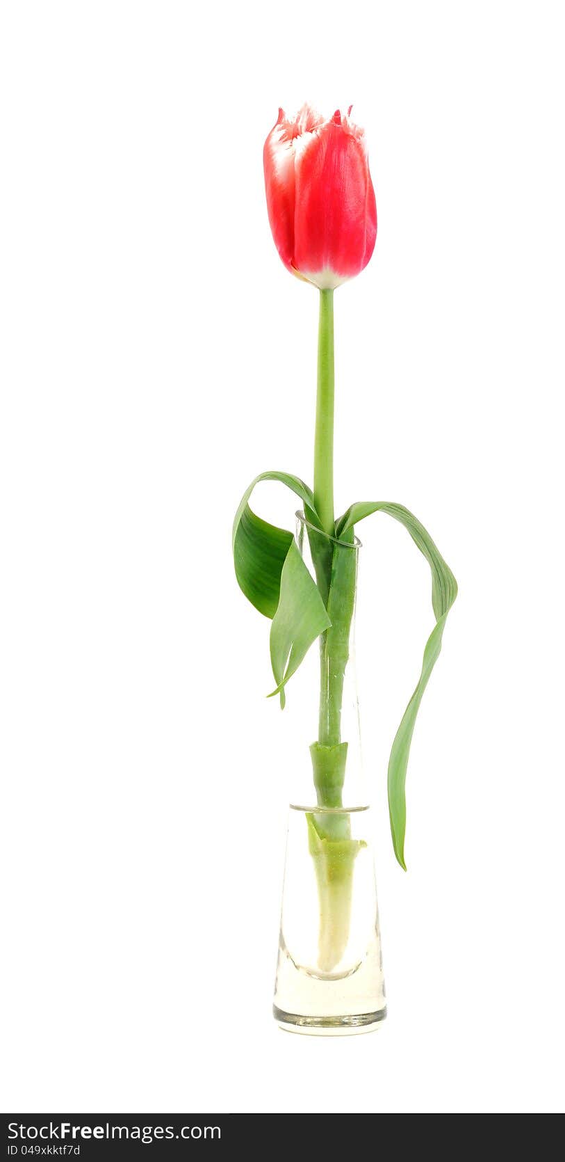 Spring tulip flower, close up, isolated on white background. Spring tulip flower, close up, isolated on white background