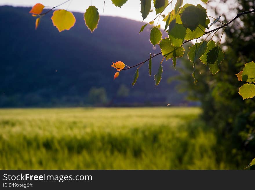 Wheat field. branch.