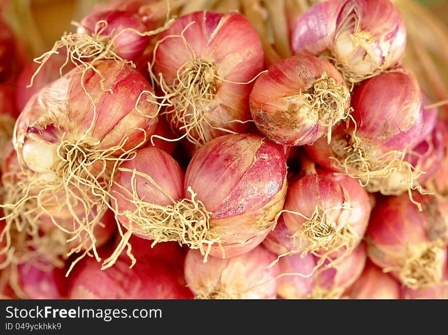 Shallot