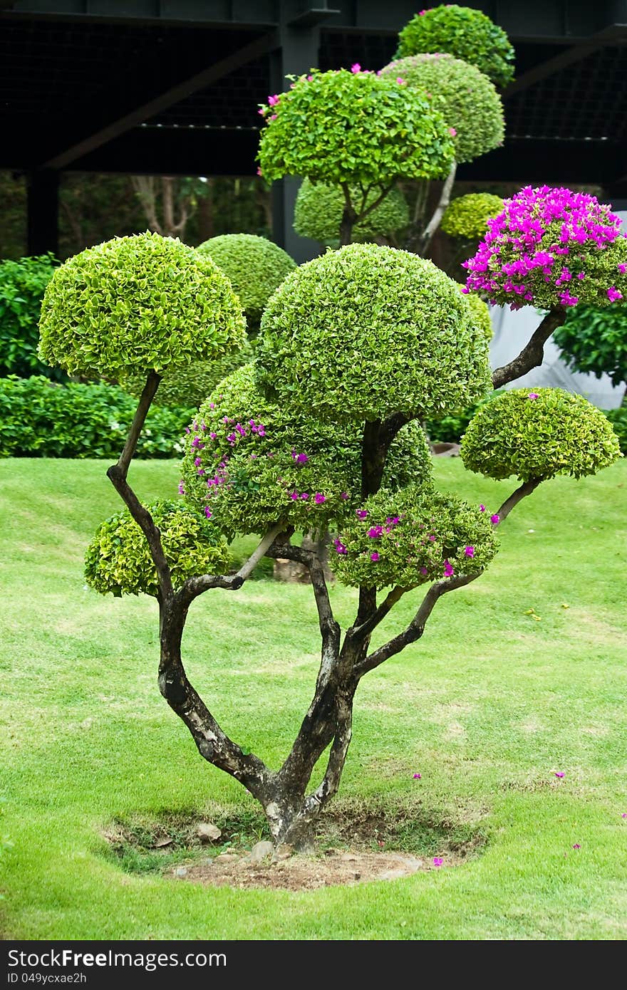 Small tree in decorate a garden. Small tree in decorate a garden