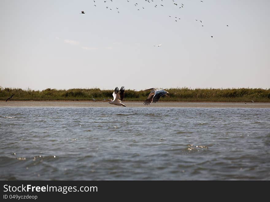 Pelicans flying over the romanian danube delta landscape. Pelicans flying over the romanian danube delta landscape