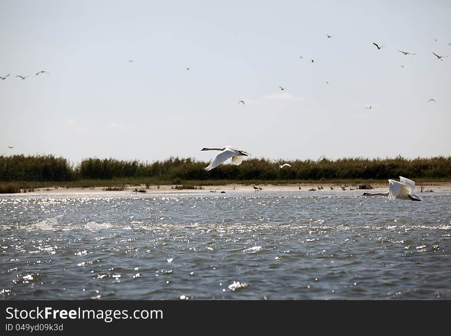 Swans flying in danube delta landscape