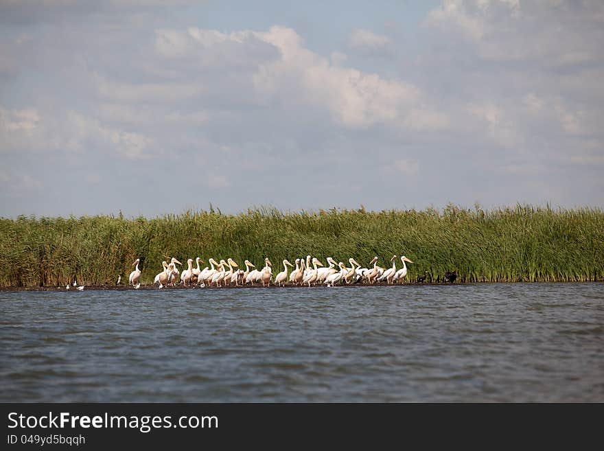 Pelicans Sitting In Danube Delta Landscape