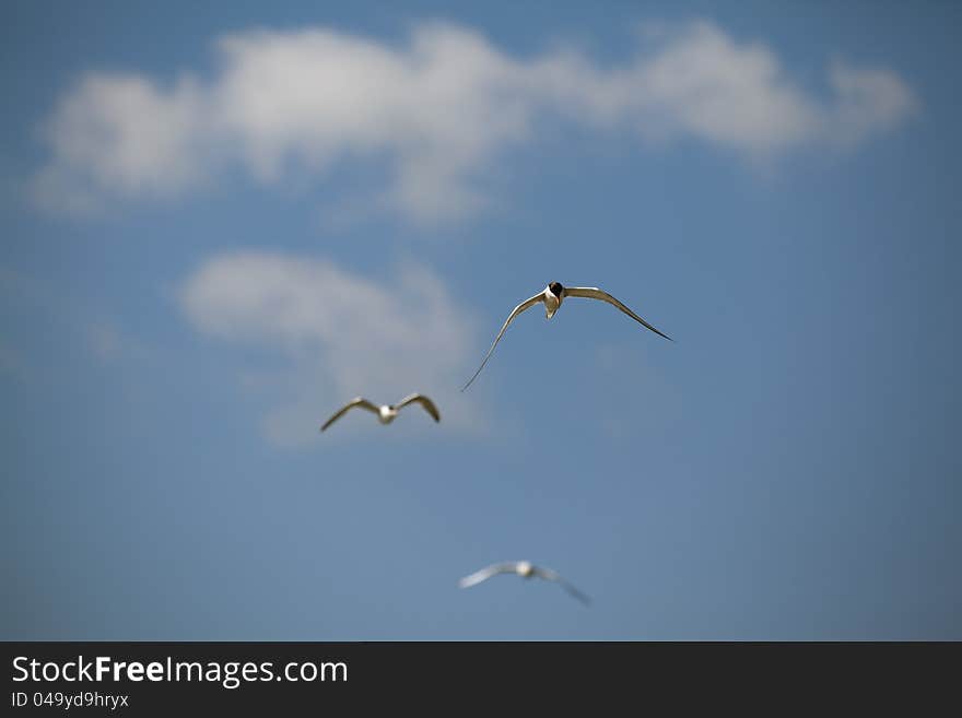 Seagulls flying against blue sky cloud