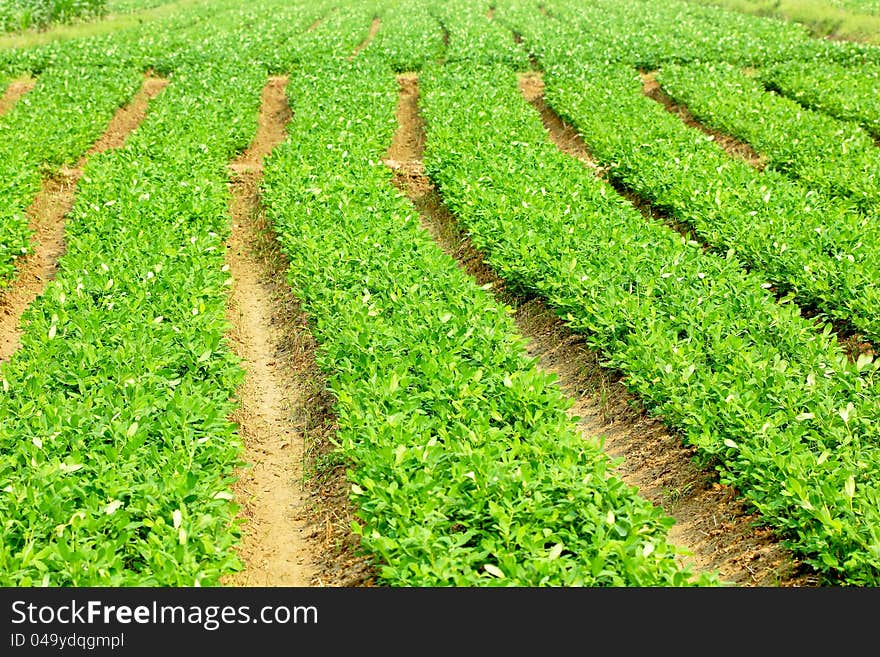 Land for agricultural processing plants. Land for agricultural processing plants