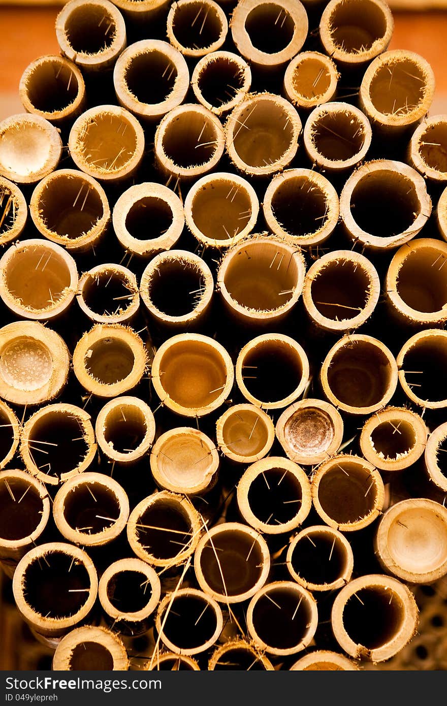 Bamboo cut in zen garden Japan