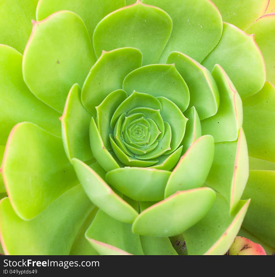 Green tropical plant for square background. Green tropical plant for square background