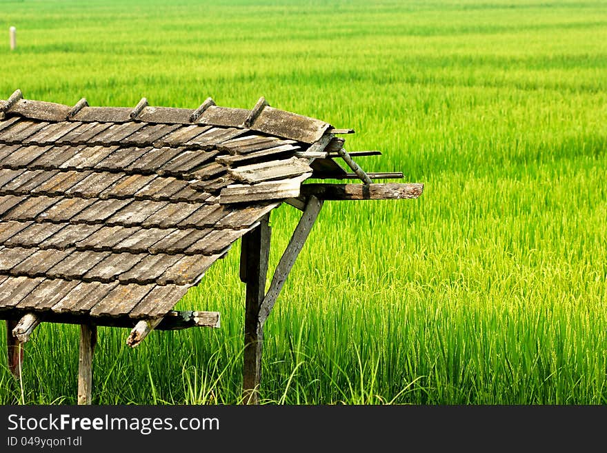 Green rice fields