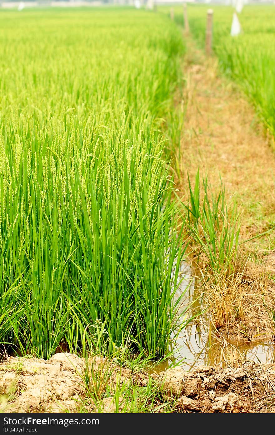 Green Rice Fields