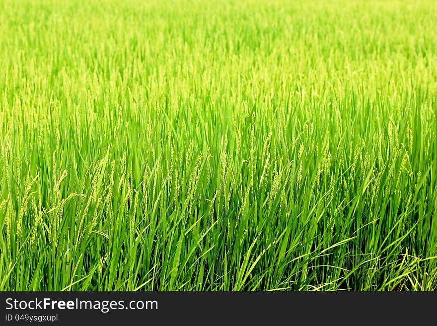 Green Rice Fields