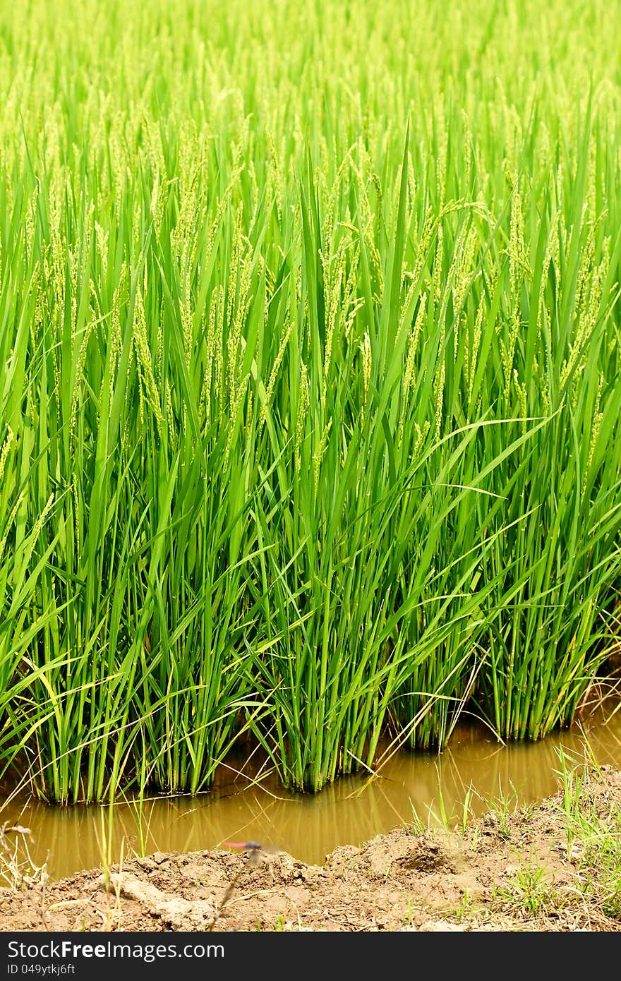 Green rice fields