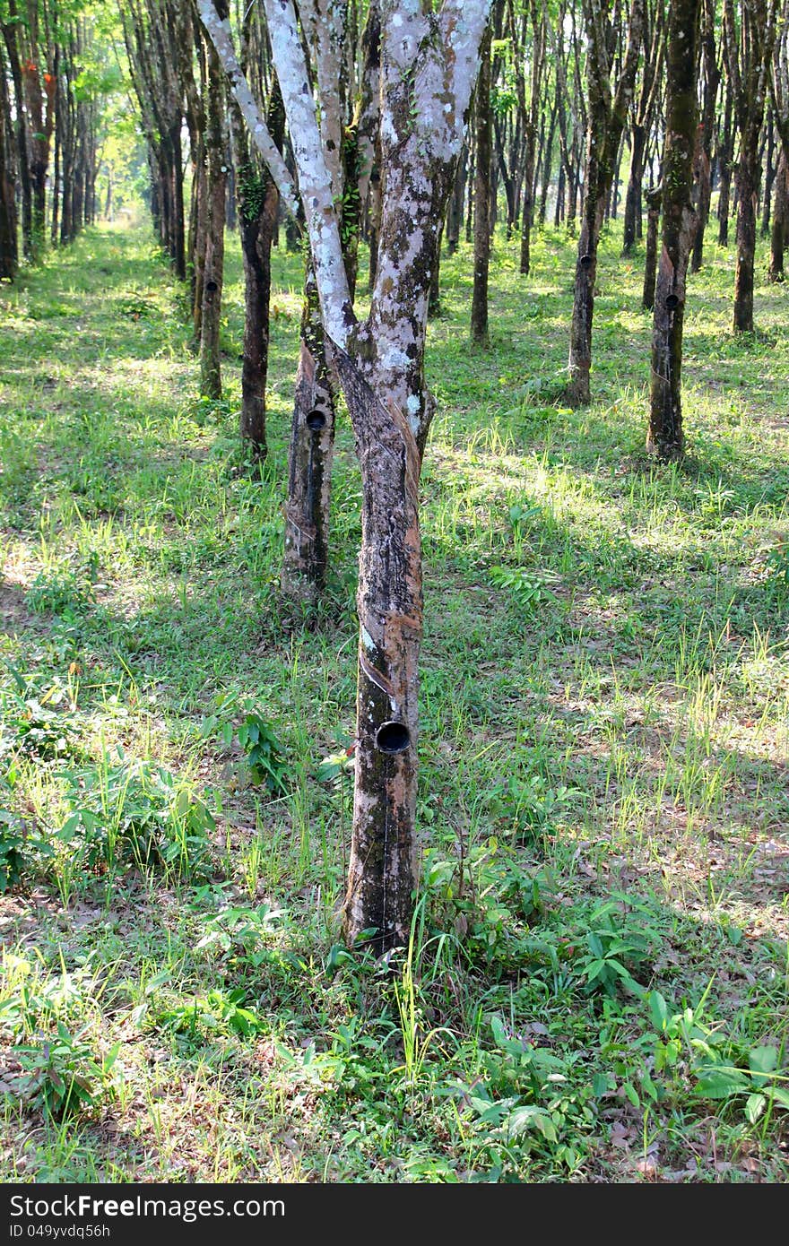 Para Rubber Tree Garden In Thailand