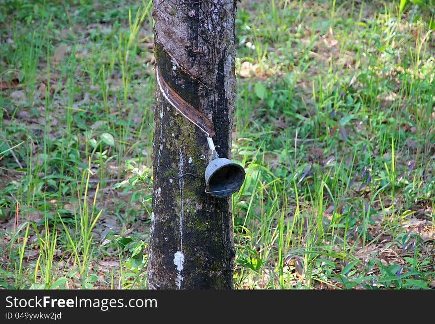 Tapping rubber from a tree in East of Thailand. Tapping rubber from a tree in East of Thailand