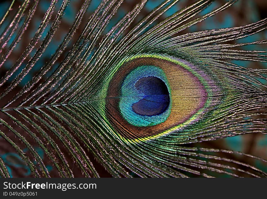 Peacock feather.