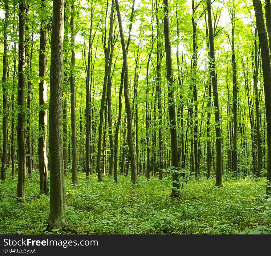 Sunlight in the green forest, spring time